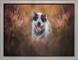 Australian cattle dog, Szczeniak, Pies