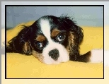 głowa, Cavalier King Charles spaniel