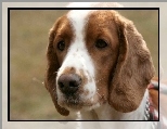 głowa, Springer spaniel walijski