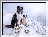 Góry, Psy, Border Collie, Zima