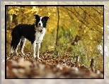 Liście, Border collie, Polana, Drzewa