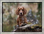 Pies, Szczeniak, Working cocker spaniel