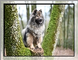 Drzewo, Szpic eurasier, Pies