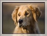 Pies, Mordka, Golden Retriever