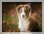 Szczeniak, Owczarek australijski-australian shepherd