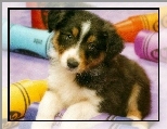 Piesek, Szczeniaczek, Bearded collie