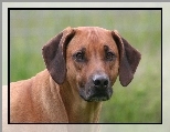 głowa, Rhodesian ridgeback