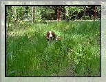 trawa, wysoka, Springer spaniel walijski