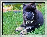 Szczeniak, Szpic eurasier, Trawa